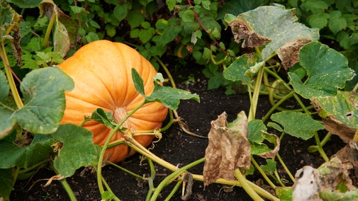A ripe pumpkin sitting on soil and surrounded by foliage in the kitchen garden at Coughton Court, Warwickshire.